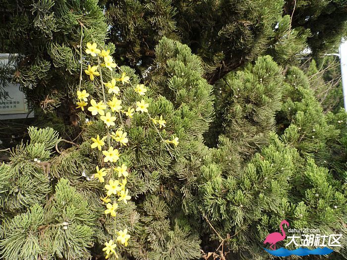 迎春花.JPG