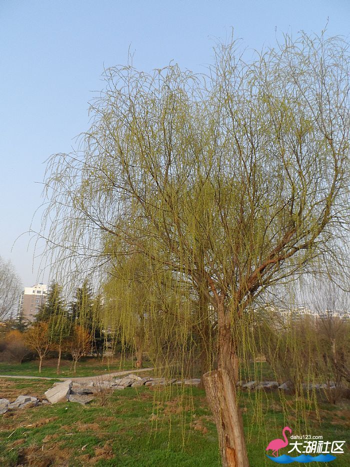 柳丝飘拂