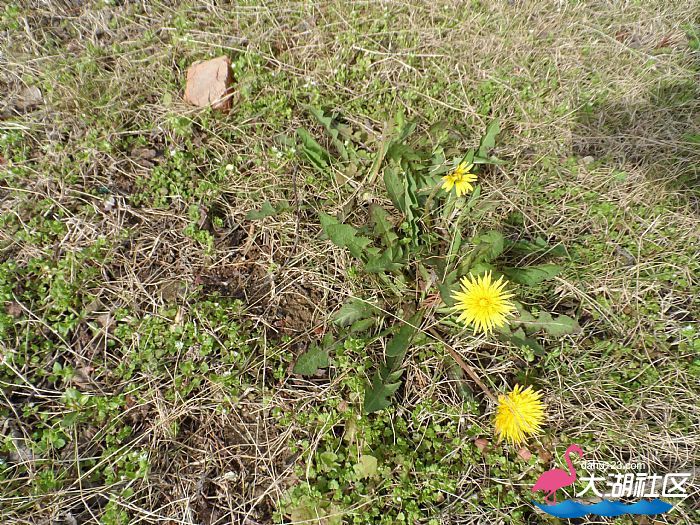 黄花地丁菜，俗称蒲公英。