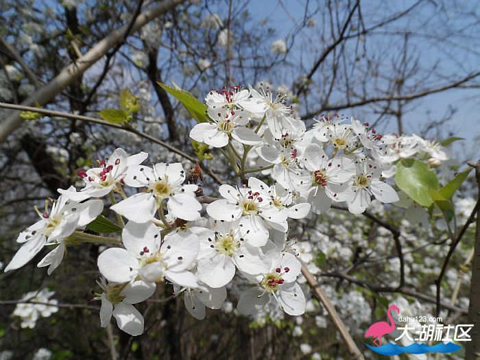 女山湖糖溜树花开.jpg